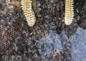 motylki pszczelarstwo (14)